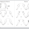 Types of Sleeves, and Sleeves length guide.